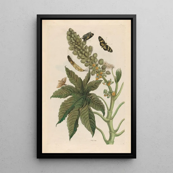 Palma Christi Painting - Maria Sibylla Merian — framed artwork on a wall