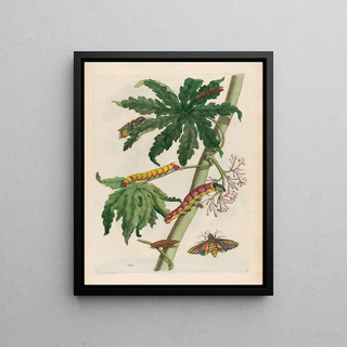 Maria Sibylla Merian - Papay.webp