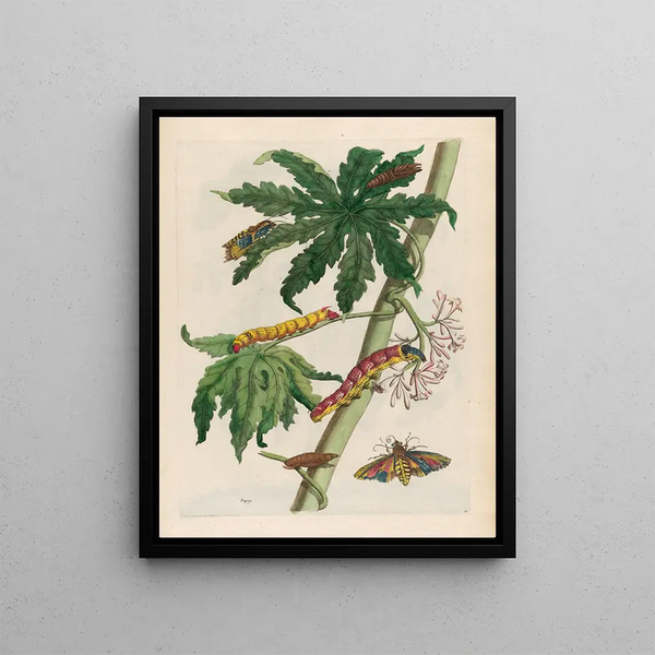 Papaya Painting - Maria Sibylla Merian — framed artwork on a wall