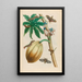 Papaya Painting - Maria Sibylla Merian — framed artwork on a wall