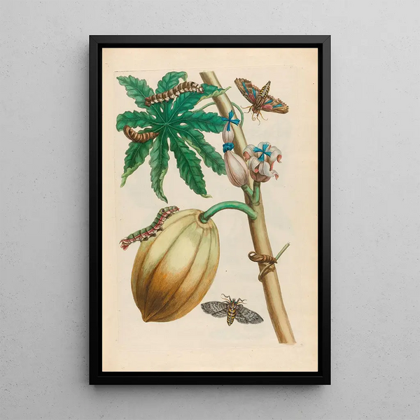 Papaya Painting - Maria Sibylla Merian — framed artwork on a wall