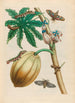 Papaya Painting - Maria Sibylla Merian — artwork view