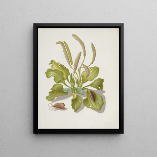 Maria Sibylla Merian - Plantain with Metamorphosis of the BrighLine BrownEye.webp