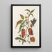 Pepper Turkey - Maria Sibylla Merian — framed artwork on a wall