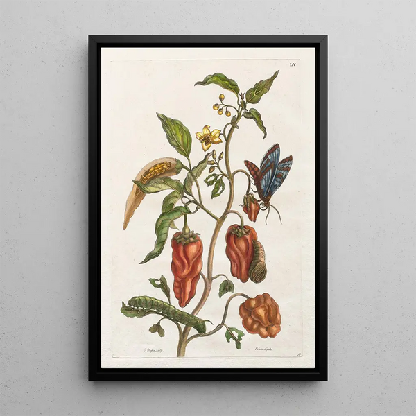 Pepper Turkey - Maria Sibylla Merian — framed artwork on a wall