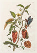 Pepper Turkey - Maria Sibylla Merian — artwork view