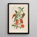 Pepper Turkey - Maria Sibylla Merian — framed artwork on a wall