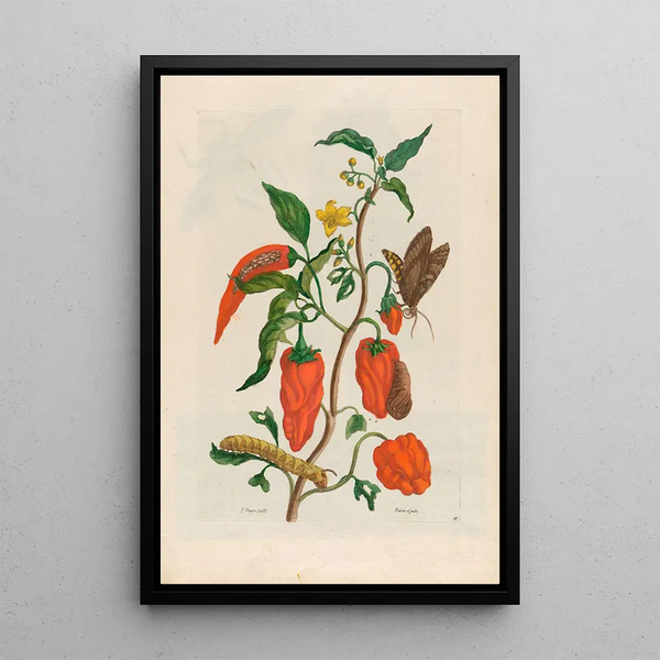 Pepper Turkey - Maria Sibylla Merian — framed artwork on a wall