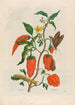 Pepper Turkey - Maria Sibylla Merian — artwork view