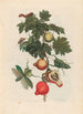 Pomme de Sodome - Maria Sibylla Merian — artwork view