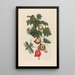 Pomme de Sodome - Maria Sibylla Merian — framed artwork on a wall