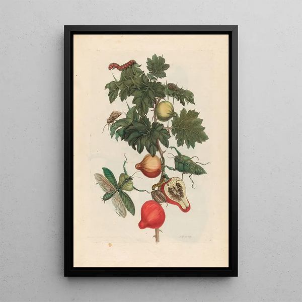Pomme de Sodome - Maria Sibylla Merian — framed artwork on a wall