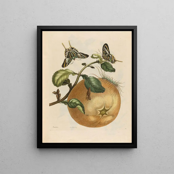 Pompelmous - Maria Sibylla Merian — framed artwork on a wall