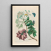 Prunier d'Amérique - Maria Sibylla Merian — framed artwork on a wall