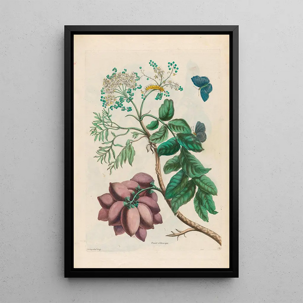 Prunier d'Amérique - Maria Sibylla Merian — framed artwork on a wall