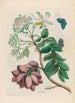 Prunier d'Amérique - Maria Sibylla Merian — artwork view