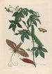 American Castor Bean Plant - Maria Sibylla Merian — artwork view
