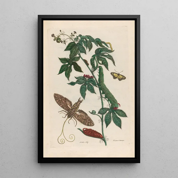 American Castor Bean Plant - Maria Sibylla Merian — framed artwork on a wall