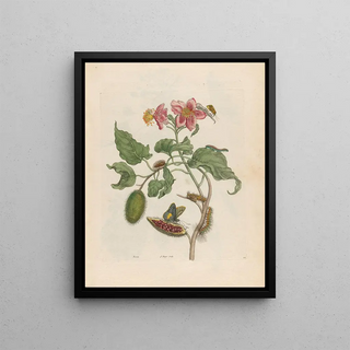 Maria Sibylla Merian - Rocu.webp