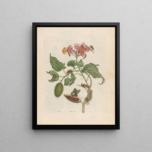 Rock - Maria Sibylla Merian — framed artwork on a wall