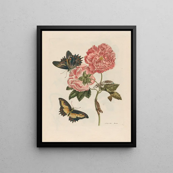Rosier - Maria Sibylla Merian — framed artwork on a wall