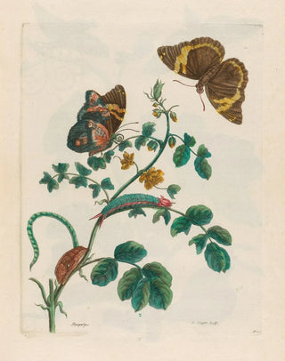 Maria Sibylla Merian - Slaaperljes.webp