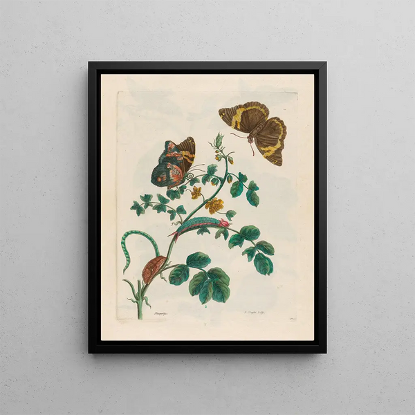 Perles endormies - Maria Sibylla Merian — framed artwork on a wall