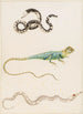 Small Lizard Painting of the South American Toad-headed Lizard or Oriental Tree Lizard and Trumpetfish - Maria Sibylla Merian — artwork view