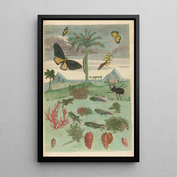 Kite, amphibians and palm trees - Maria Sibylla Merian — framed artwork on a wall