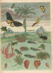 Kite, amphibians and palm trees - Maria Sibylla Merian — artwork view