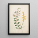 Study of capers, gorse, and a beetle - Maria Sibylla Merian — framed artwork on a wall