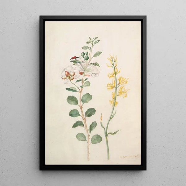 Study of capers, gorse, and a beetle - Maria Sibylla Merian — framed artwork on a wall