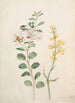 Study of capers, gorse, and a beetle - Maria Sibylla Merian — artwork view
