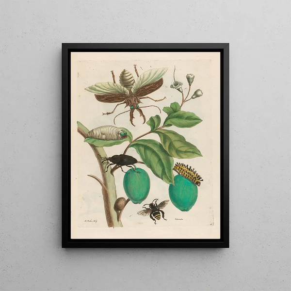 Tabrouba - Maria Sibylla Merian — framed artwork on a wall