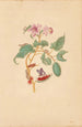 L'arbre Rocu avec chenilles, papillons de nuit et papillons - Maria Sibylla Merian — artwork view