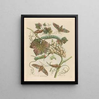 Maria Sibylla Merian - Vigne blanche dAmerique.webp