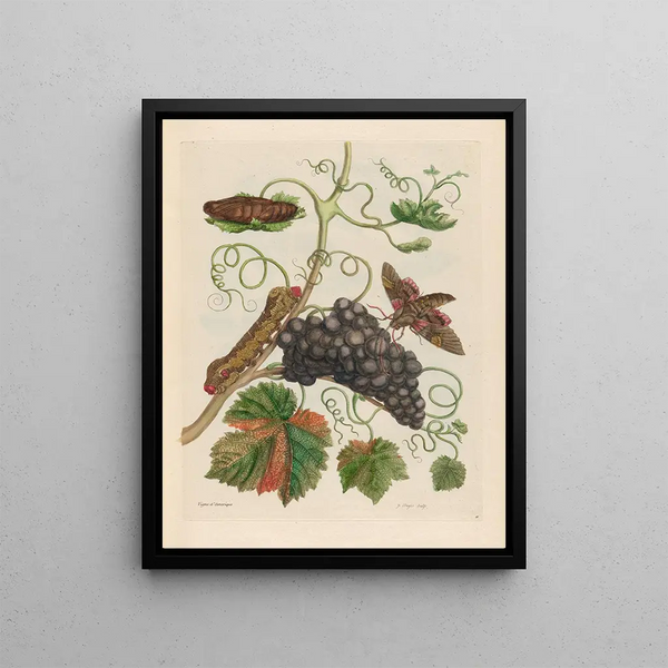 Vigne d'Amérique - Maria Sibylla Merian — framed artwork on a wall