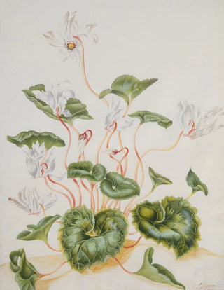 Maria Sibylla Merian - White Cyclamen.webp