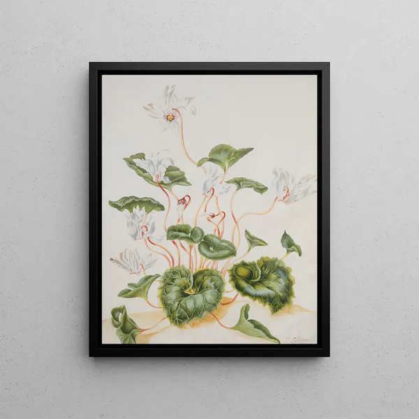 White Cyclamen Painting - Maria Sibylla Merian — framed artwork on a wall