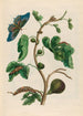 Goyave blanche - Maria Sibylla Merian — artwork view