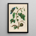 Goyave blanche - Maria Sibylla Merian — framed artwork on a wall