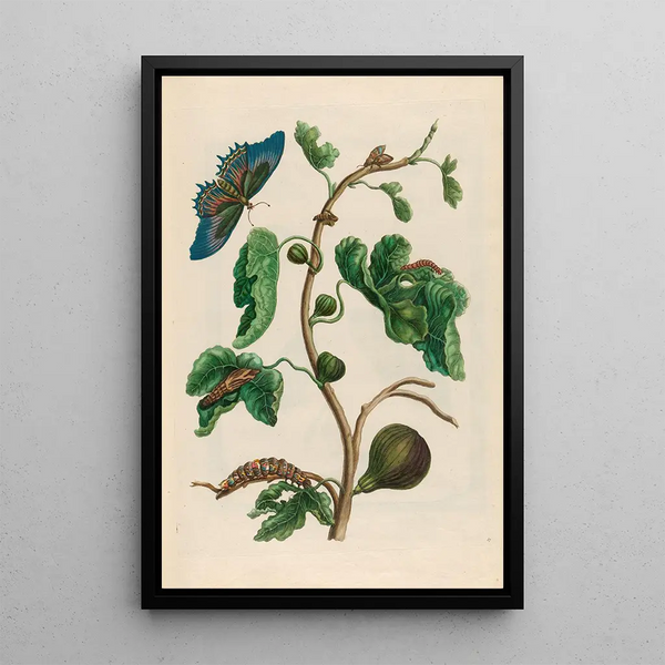 Goyave blanche - Maria Sibylla Merian — framed artwork on a wall