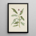 Willow leaves with eggs and poplar leaf beetle larvae - Maria Sibylla Merian — framed artwork on a wall