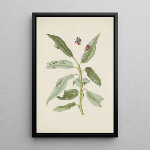Willow leaves with eggs and poplar leaf beetle larvae - Maria Sibylla Merian — framed artwork on a wall