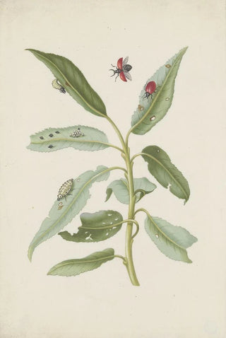 Maria Sibylla Merian - Willow leaves with poplar leaf beetle eggs and larvae.webp