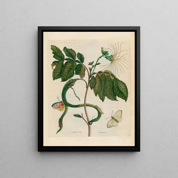 Wycke Bockies - Maria Sibylla Merian — framed artwork on a wall