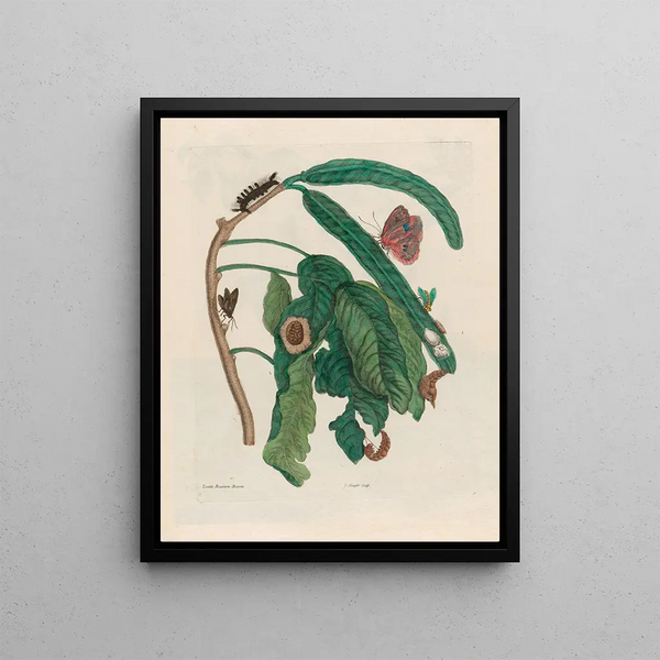 Tree of Sweet Beans - Maria Sibylla Merian — framed artwork on a wall