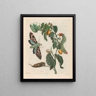Maria Sibylla Merian - Zursak.webp