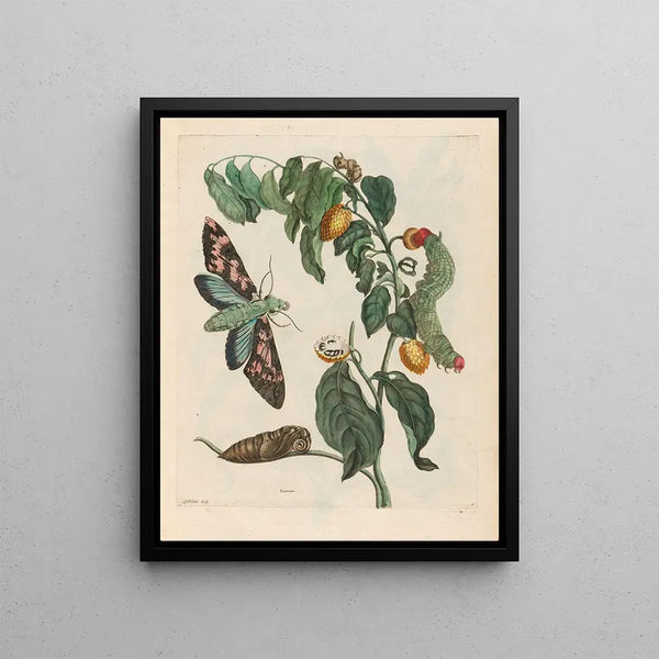 Zursak - Maria Sibylla Merian — framed artwork on a wall