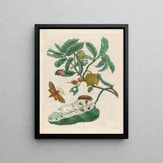 Maria Sibylla Merian - Zuursak.webp